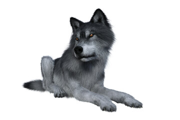 Grey wolf relaxing.