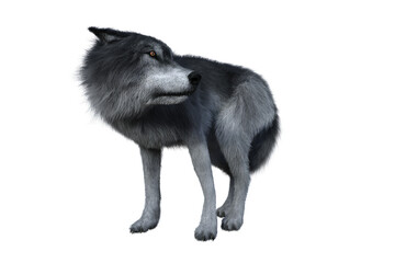 Grey wolf standing