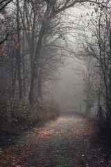 Autumn moody nature in the fog
