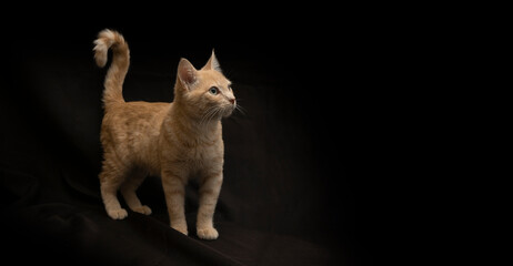 Small light yellow tabby cat standing on all 4 legs with tail up looking up