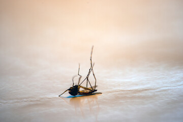 insect on the ground