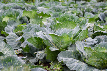 young cabbage grows in the farmer field, growing cabbage in the open field. agricultural business