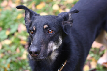  brown dog closeup photo on green grass background