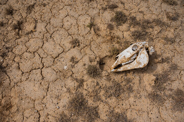 Horse skull on cracked clay. Hot climate.