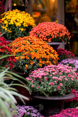 Entrance to a flower shop with floral decoration. Bright chrysanthemums in huge pots. Flowers pink, burgundy, orange. Autumn concept.