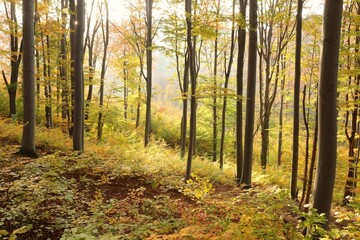Autumn beech forest on the mountain slope during sunset. October, Poland