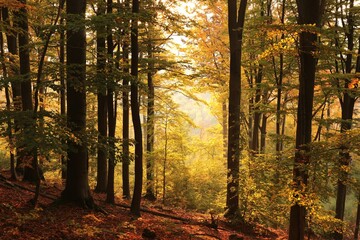 Obraz premium Autumn beech forest on the mountain slope during sunrise, October