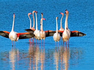 Group of flamingos running in the water with wings spread