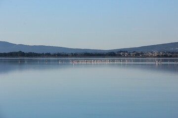 Landscape view of Pink flamingos resting on the Arnel pond in Occitanic