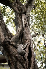australian koala bear in a tree