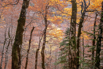 Texture of tree branches in autumn in the Ordesa y Monte Perdido National Park in Huesca, Spain