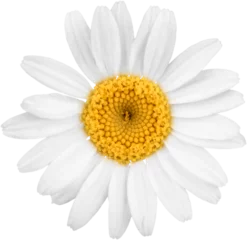 Zelfklevend Fotobehang Chamomile or daisy flower - isolated © BillionPhotos.com