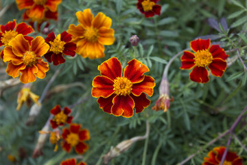 Red marigold flowers in fall seasonal.