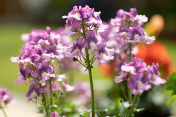 Bouquet of delicate Nemesia in the blurred background
