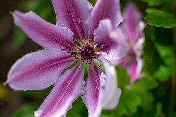 Closeup of purple Clematis flower blooming in the garden