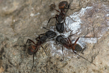 Carpenter ant, Camponotus Myrmosericus, absorbing minerals from a rock