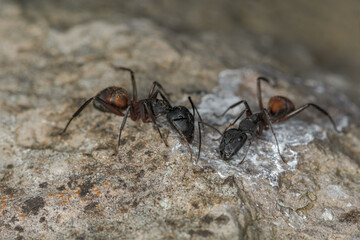 Carpenter ant, Camponotus Myrmosericus, absorbing minerals from a rock