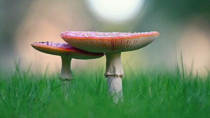 Fliegenpilz	
