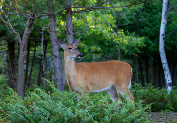 Naklejka na ściany i meble White-tailed deer standing on alert in a tall grassy meadow in Canada