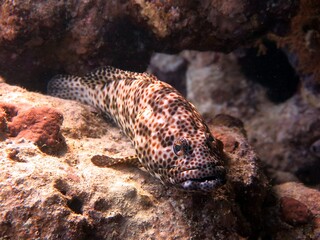 red sea fish