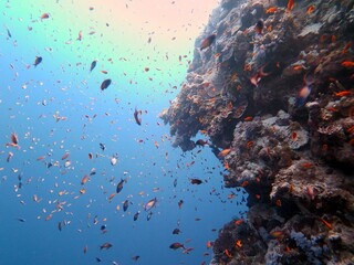 red sea fish