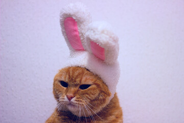Funny fat cat with hare ears on a white background, close-up. A cat in an Easter Bunny costume. Happy Easter. New Year 2023