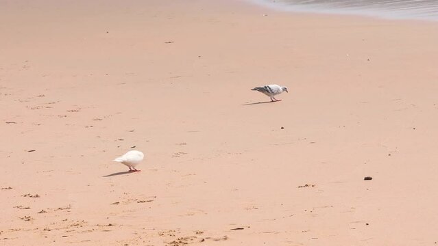 animal wildlife pigeons bird walking on tropical nature sand beach with beautiful yellow sand background