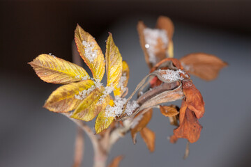 dry rosehip leaves in the snow