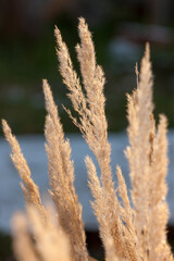 dry grass closeup in late autumn