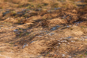 abstract dry grass