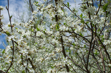 Cherry blossoms against the sky. Sign of spring.