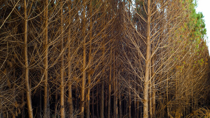 Forêt de pins calcinée, après le passage des incendies de l'été 2022, à proximité de Landiras et Origne, en Gironde