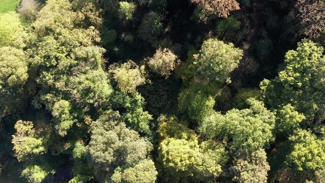 Drone aerial view of England woodland fly over autumn. Oak forest hover and zoom nature and woods rural background UK 4K