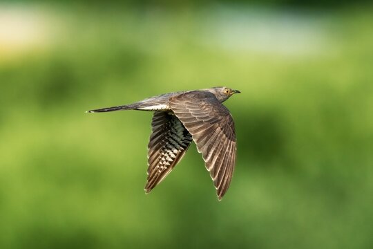 Selective shot of  common cuckoo (Cuculus canorus) known as a Lazy bird flying