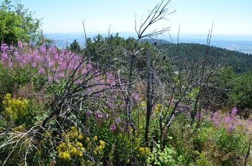 mountain landscape at Mount Jested Liberec with plants and flowers