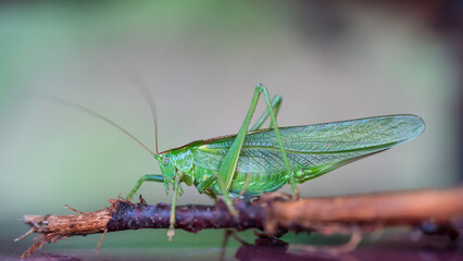 Close up of grasshopper in grass