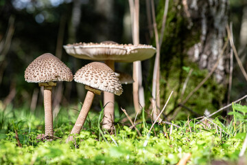 Mushrooms in the forest during autumn.