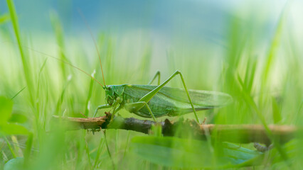 Close up of grasshopper in grass