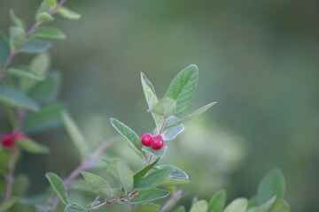 Closeup of Lonicera xylosteum, fly honeysuckle red berries.