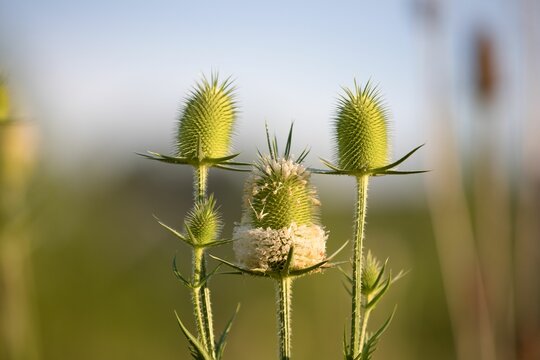 Closeup of Dipsacus laciniatus, cutleaf teasels against the blurry background.