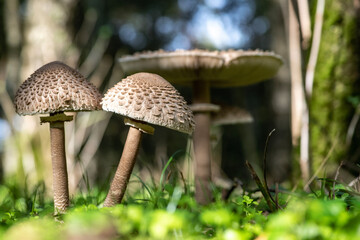 Mushrooms in the forest during autumn.