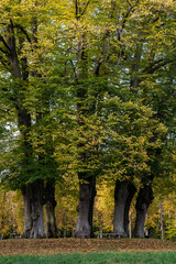 Fredensborg, Denmark,  thicket of oak trees in the fall light.
