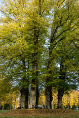 Fototapeta premium Fredensborg, Denmark, A man lays down on a bench in a thicket of oak trees in the fall light.