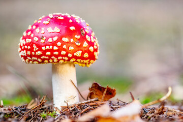 Mushrooms in the forest during autumn.