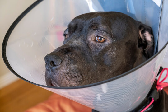 Portrait Of A Pit Bull Terrier In A Medical Collar