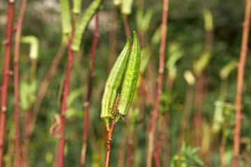 Okra, Abelmoschus esculentus,