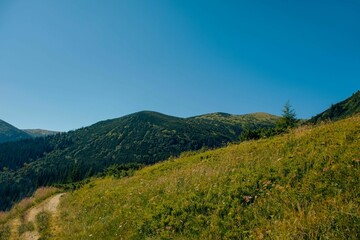 Fototapeta na wymiar Field with the background of green mountains in the Ivano-Frankivsk region, Ukraine