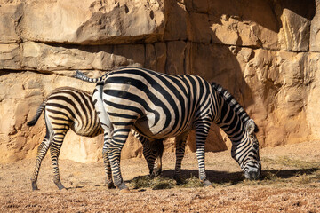 Fototapeta na wymiar zebra and her baby in natural habitat animal of the African savanna