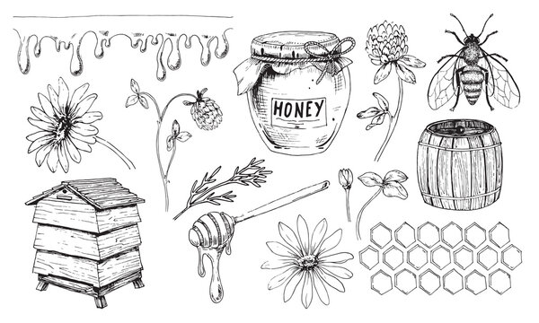 hand drawn honey comb. propolis honeycomb sketch. hand drawn honey comb.  Black and white image bee wax. Bee honey and propolis doodle vector. Stock  Vector