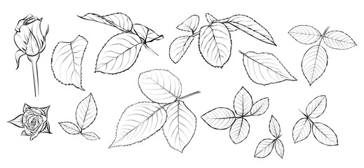 Set. Rose flowers and leaves. Illustration sketch in black and white style. Vector